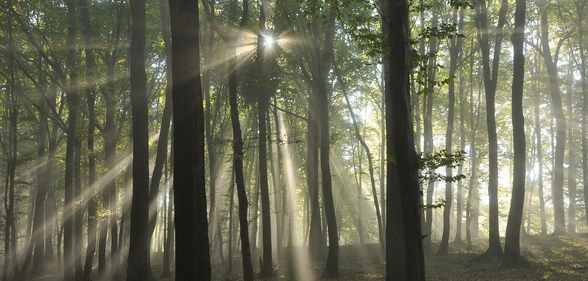 Forest Sunrise - New Day